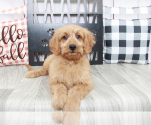 Goldendoodle (Miniature) Puppy for sale in MARIETTA, GA, USA