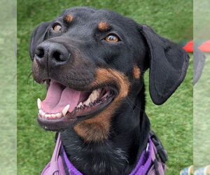 Pointer-Unknown Mix Dogs for adoption in Fargo, ND, USA