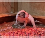 Small Photo #22 American Bulldog Puppy For Sale in MILLS RIVER, NC, USA