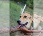Small #8 Labrador Retriever Mix