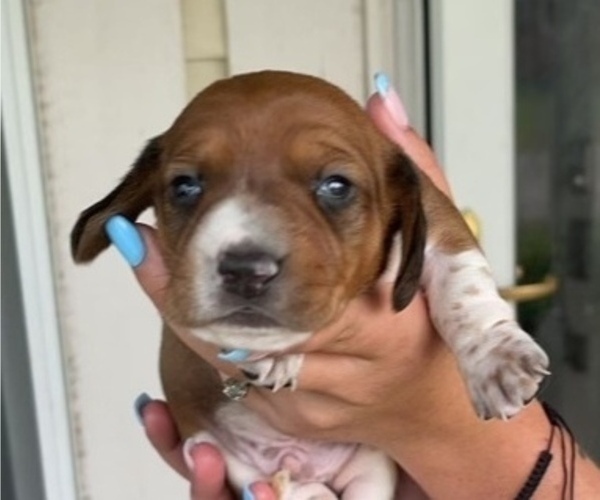 Medium Photo #1 Dachshund Puppy For Sale in INDIANAPOLIS, IN, USA