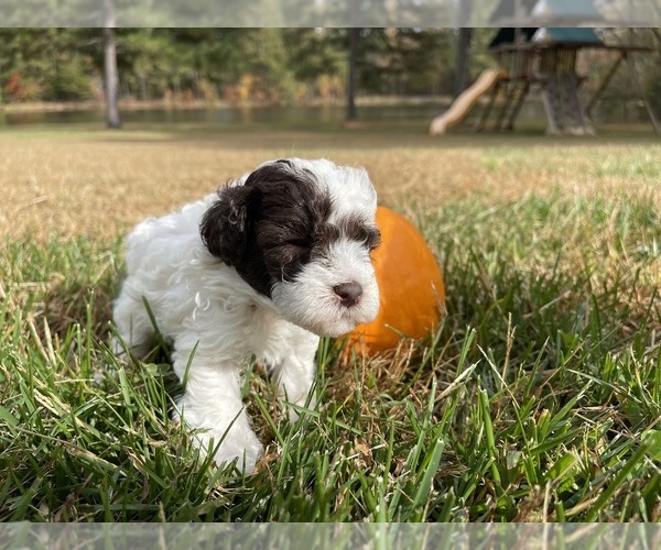 Medium Photo #1 Poodle (Toy) Puppy For Sale in GRAHAM, NC, USA
