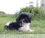 Image preview for Ad Listing. Nickname: Hunter