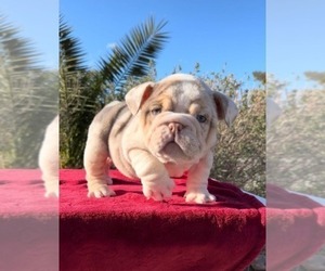 Bulldog Puppy for Sale in ADELANTO, California USA
