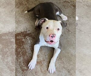 American Bulldog-Unknown Mix Dogs for adoption in Fallbrook, CA, USA