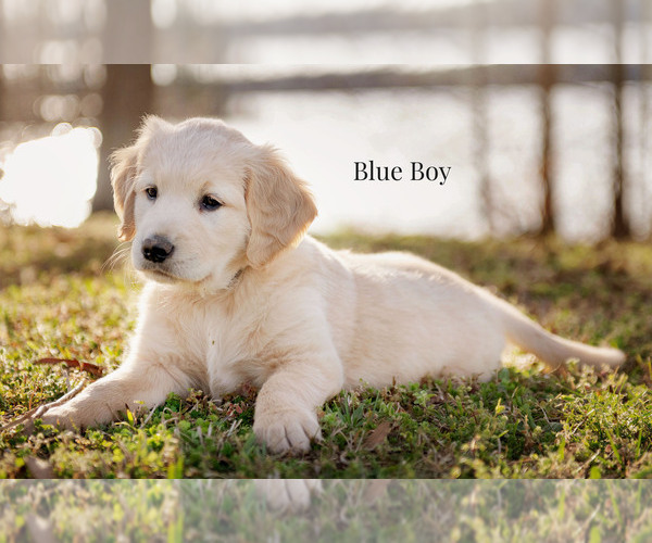 Medium Photo #1 Golden Retriever Puppy For Sale in HARTWELL, GA, USA