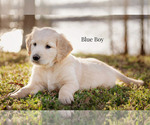 Small Photo #1 Golden Retriever Puppy For Sale in HARTWELL, GA, USA