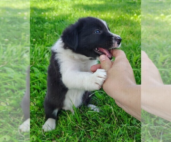 Medium Photo #7 Border Collie Puppy For Sale in NORBORNE, MO, USA