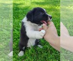 Small Photo #43 Border Collie Puppy For Sale in NORBORNE, MO, USA