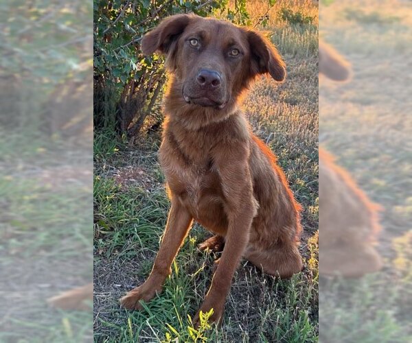 Medium Photo #12 Golden Shepherd Puppy For Sale in Laramie, WY, USA
