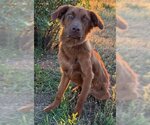 Small #11 Golden Shepherd