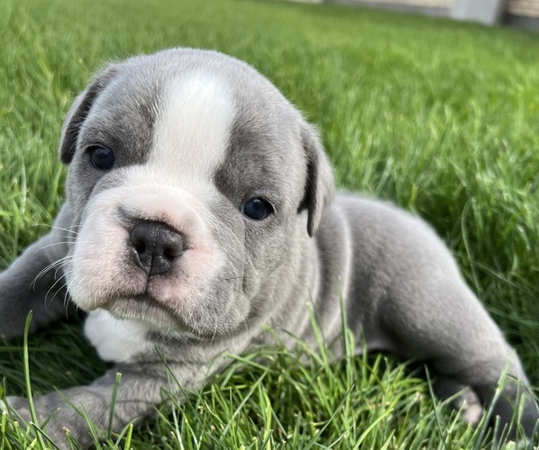 Medium Photo #4 Olde English Bulldogge Puppy For Sale in BLUFFDALE, UT, USA