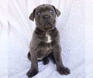 Cane Corso Puppy for sale in NARVON, PA, USA