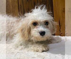 Cavapoo Puppy for sale in DRY RUN, PA, USA
