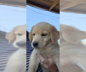 German Shepherd Dog-Golden Retriever Mix Puppy for sale in MODESTO, CA, USA
