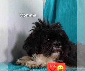 Mother of the Shiranian puppies born on 03/07/2025