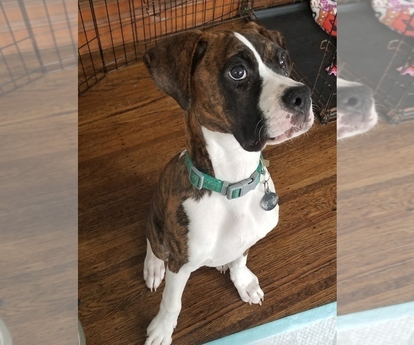 Medium Photo #5 Boxer Puppy For Sale in OAKLAND, CA, USA