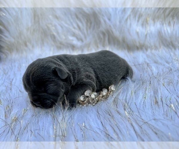 Medium Photo #16 French Bulldog Puppy For Sale in HAYWARD, CA, USA