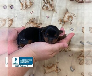 Yorkshire Terrier Puppy for sale in WINNSBORO, LA, USA