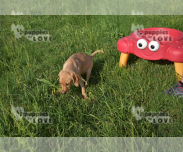 Medium Photo #4 Labrador Retriever Puppy For Sale in SANGER, TX, USA