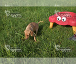 Small Photo #4 Labrador Retriever Puppy For Sale in SANGER, TX, USA