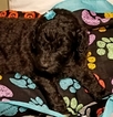 Small Photo #2 Poodle (Standard) Puppy For Sale in ZEPHYRHILLS, FL, USA