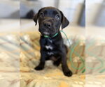 Small #3 Mutt