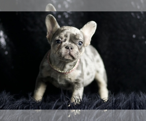 Medium Photo #5 French Bulldog Puppy For Sale in WARSAW, IN, USA