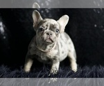 Small Photo #5 French Bulldog Puppy For Sale in WARSAW, IN, USA