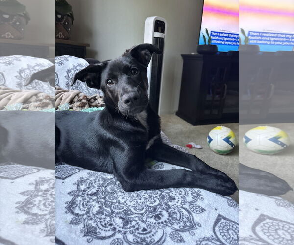 Medium Photo #1 Labrador Retriever-Unknown Mix Puppy For Sale in Woodland, CA, USA