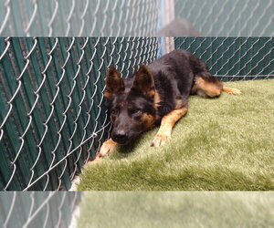 German Shepherd Dog Dogs for adoption in Downey, CA, USA