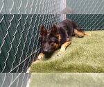 CAPITAN - Male German Shepherd Dog Dog for Adoption - Small photo