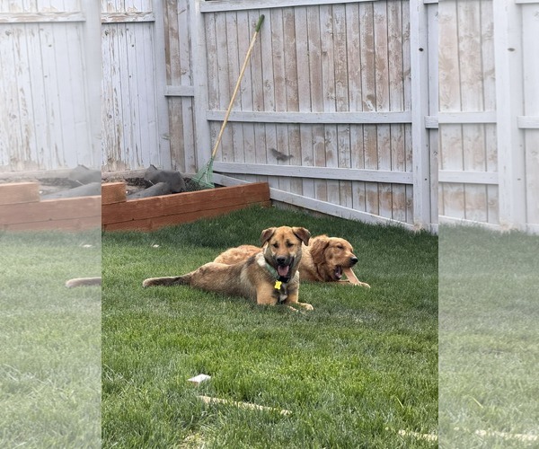 Medium Photo #5 Mutt Puppy For Sale in Sandy, UT, USA