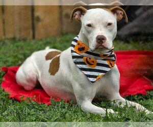 Senene - Female American Pit Bull Terrier-Unknown Mix Dog for Adoption - Photo #3