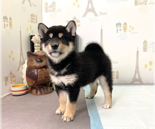 Medium Photo #3 Shiba Inu Puppy For Sale in BEVERLY HILLS, CA, USA