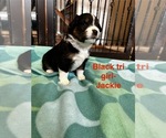 Puppy Jackie Miniature Australian Shepherd