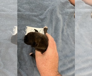 Boxer Puppy for sale in BLOOMINGTON, IL, USA