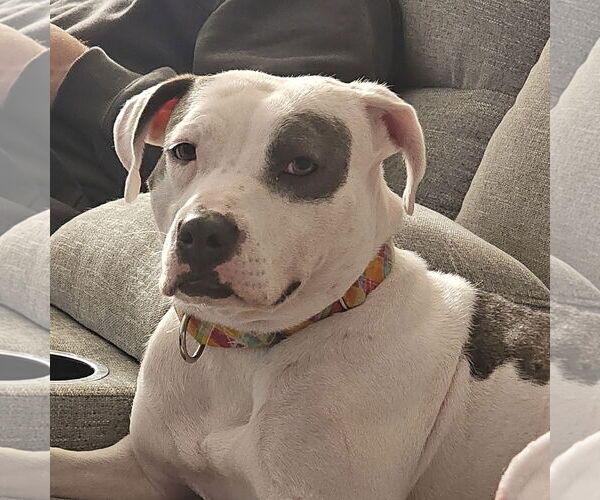 Medium Photo #8 Mutt Puppy For Sale in Fargo, ND, USA