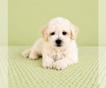 Small #4 Bichon Frise