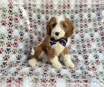 Small #6 Cavapoo (Miniature)