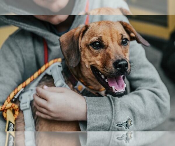 Medium Photo #6 Mutt Puppy For Sale in New York, NY, USA