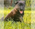 Puppy Orange German Shepherd Dog
