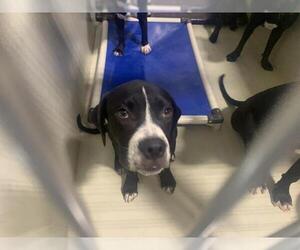 Mastiff Dogs for adoption in Bakersfield, CA, USA