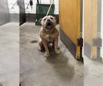 Small American Bulldog