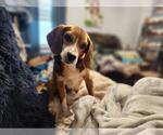 Small #1 Beagle