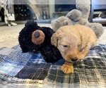 Small #2 Goldendoodle