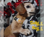 Small Photo #12 Dachshund Puppy For Sale in San Antonio, TX, USA