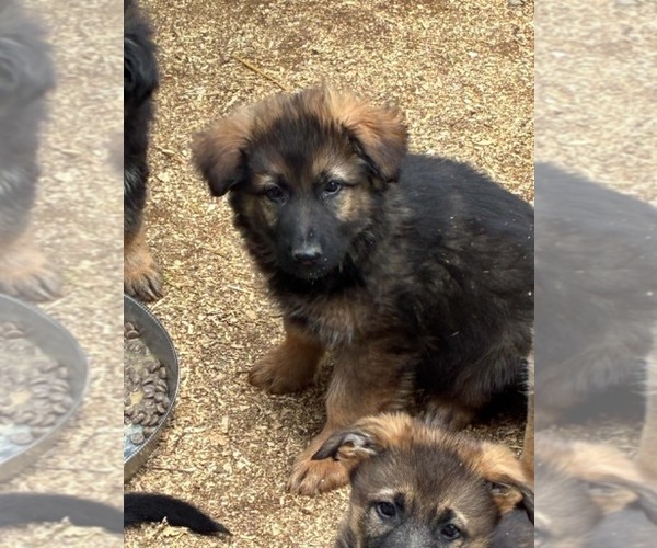 Medium Photo #1 German Shepherd Dog Puppy For Sale in NEWVILLE, PA, USA