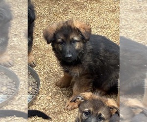 German Shepherd Dog Puppy for sale in NEWVILLE, PA, USA