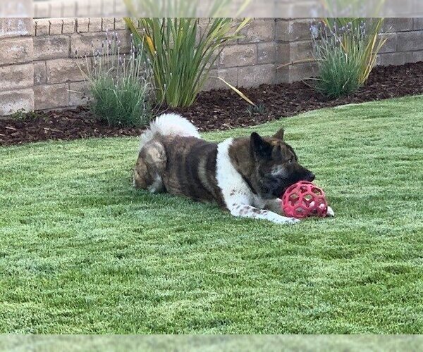 Medium Photo #3 Akita Puppy For Sale in Santa Clarita, CA, USA